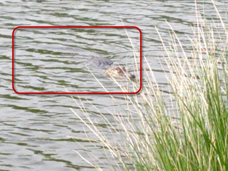 AligatorInCelebration1