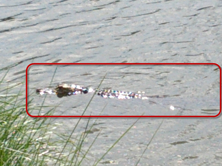 AligatorInCelebration2